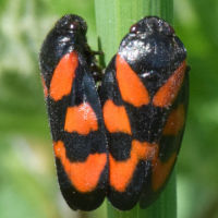 Cercopis vulnerata