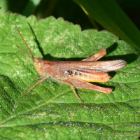 Chorthippus brunneus