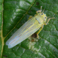 Cicadula quadrinotata