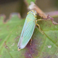Cicadella viridis