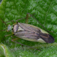 Closterotomus trivialis
