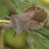 Coreus marginatus