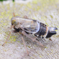 Dicranotropis hamata