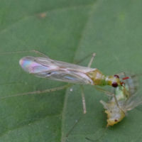 Dicyphus epilobii