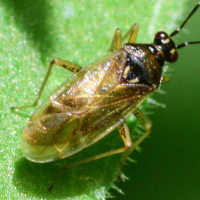 Dicyphus globulifer