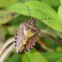 Dolycoris baccarum