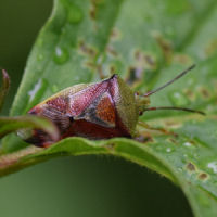 Elasmostethus interstinctus