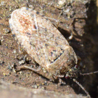 Emblethis denticollis