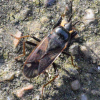 Eremocoris fenestratus
