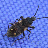 Eremocoris podagricus