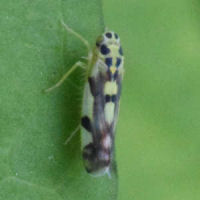 Eupteryx aurata