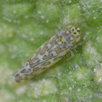 Eupteryx decemnotata