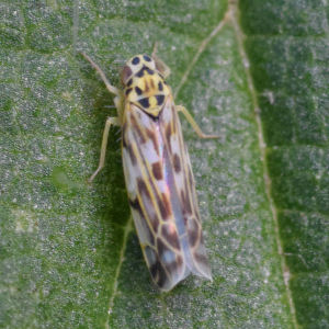 Eupteryx urticae