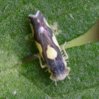 Eupteryx vittata