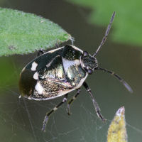 Eurydema oleracea