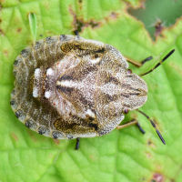 Eurygaster testudinaria
