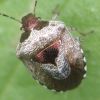 Eysarcoris venustissimus