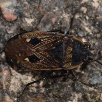 Graptopeltus lynceus
