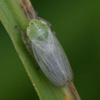 Graphocraerus ventralis