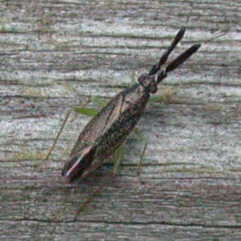 Heterotoma planicornis