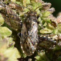 Heterogaster urticae