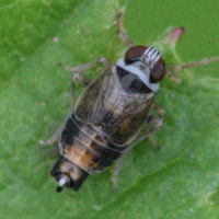 Hyledelphax elegantula