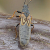 Ischnodemus sabuleti