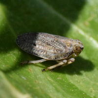 Issus coleoptratus