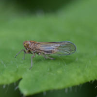 Javesella pellucida