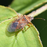 Kleidocerys resedae