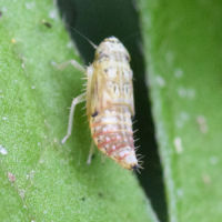 Lamprotettix nitidulus