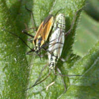Leptopterna dolabrata