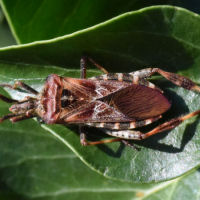 Leptoglossus occidentalis