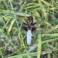 Libellula depressa