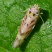 Linnavuoriana decempunctata