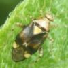 Liocoris tripustulatus