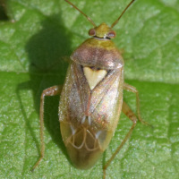 Lygus rugulipennis