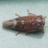 Metidiocerus rutilans
