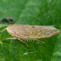 Mocydiopsis attenuata