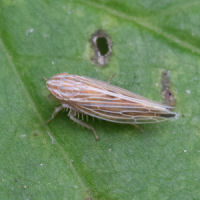 Mocydia crocea