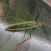 Notostira elongata