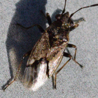 Nysius huttoni