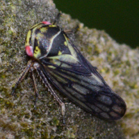 Oncopsis flavicollis
