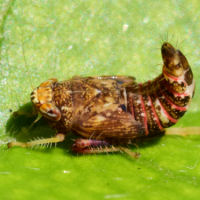 Orientus ishidae