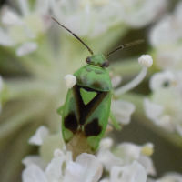 Orthops campestris
