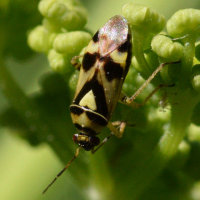 Orthops kalmii