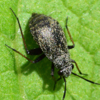 Orthocephalus saltator