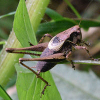 Pholidoptera griseoaptera