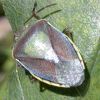 Piezodorus lituratus