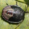 Piezodorus lituratus